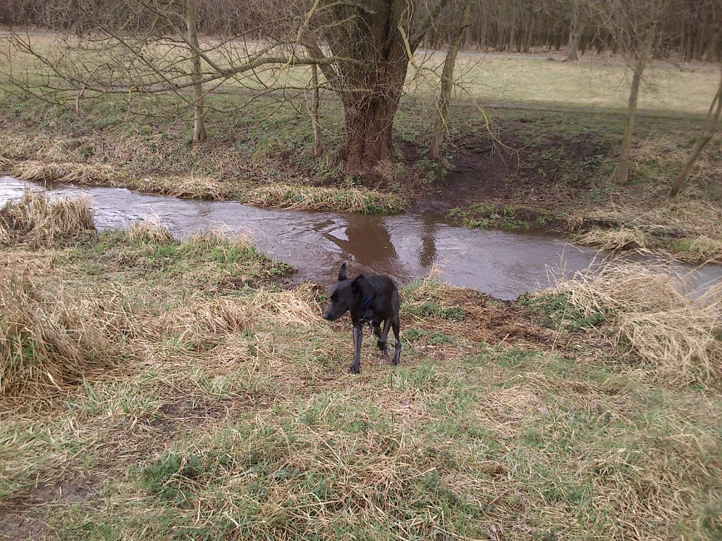 Grundwiese mit Lilo, Pria, Sheela und Lula
