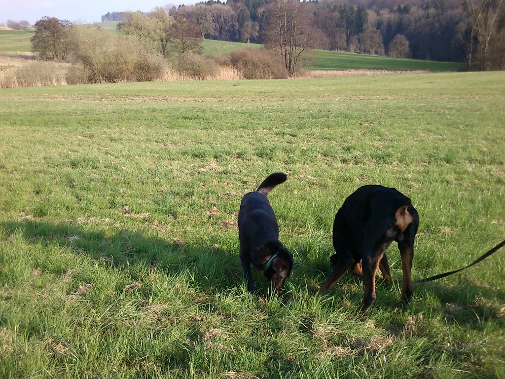 Pria mit Graf auf Mäusejagd