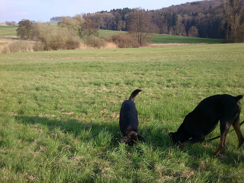 Pria mit Graf auf Mäusejagd