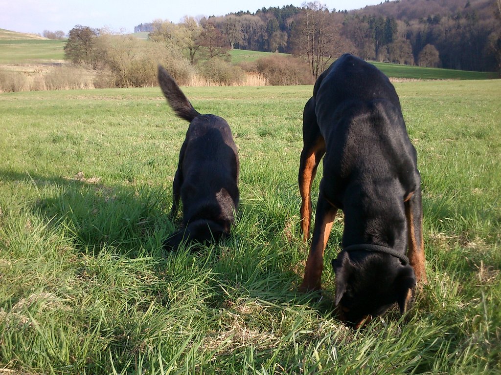 Pria mit Graf auf Mäusejagd