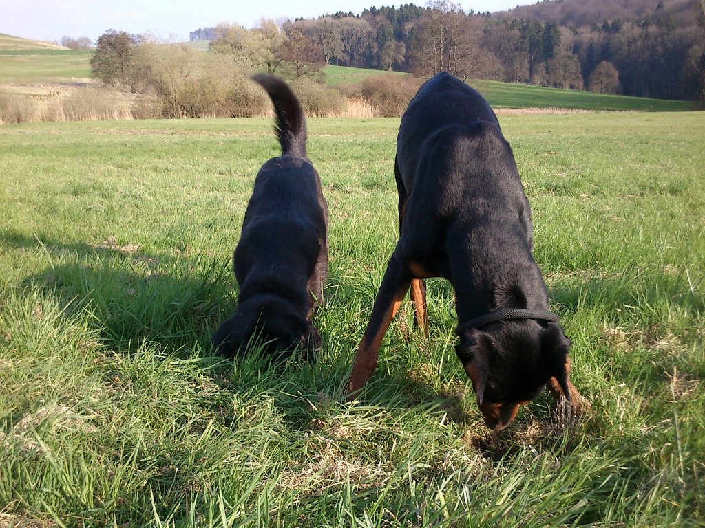 Pria mit Graf auf Mäusejagd