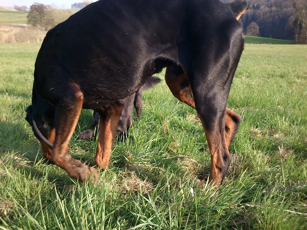 Pria mit Graf auf Mäusejagd