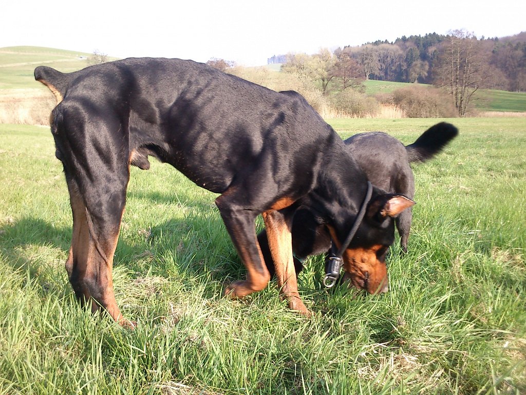 Pria mit Graf auf Mäusejagd