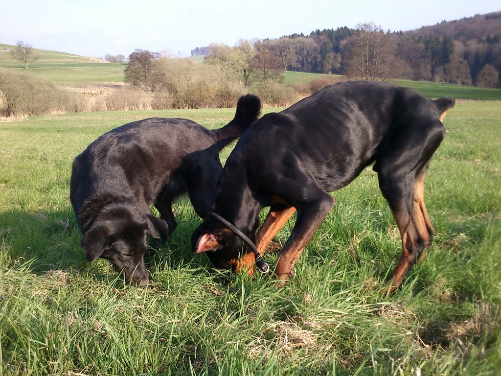 Pria mit Graf auf Mäusejagd