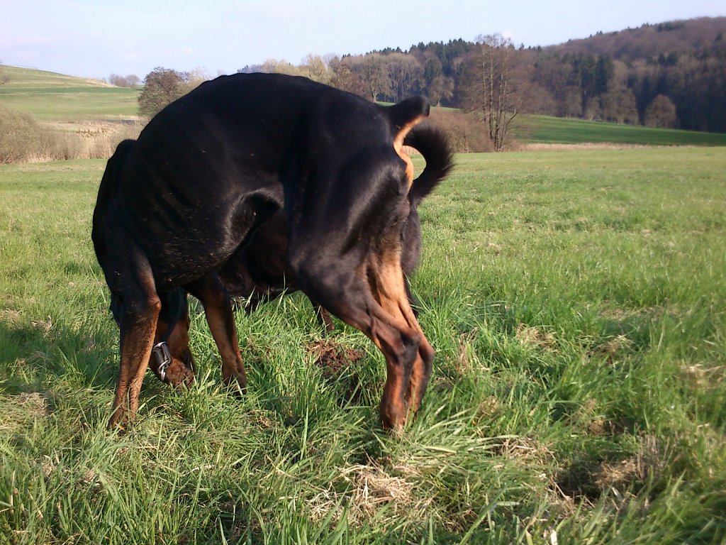 Pria mit Graf auf Mäusejagd