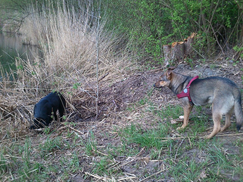 Pria mit Sheela und Bingo 