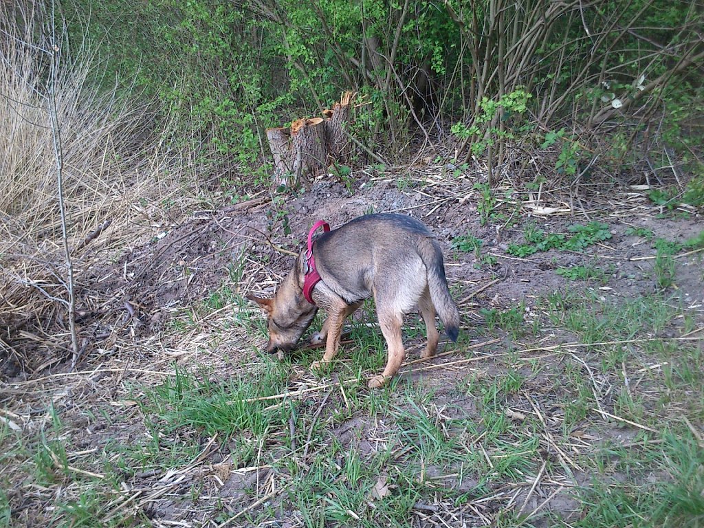 Pria mit Sheela und Bingo 