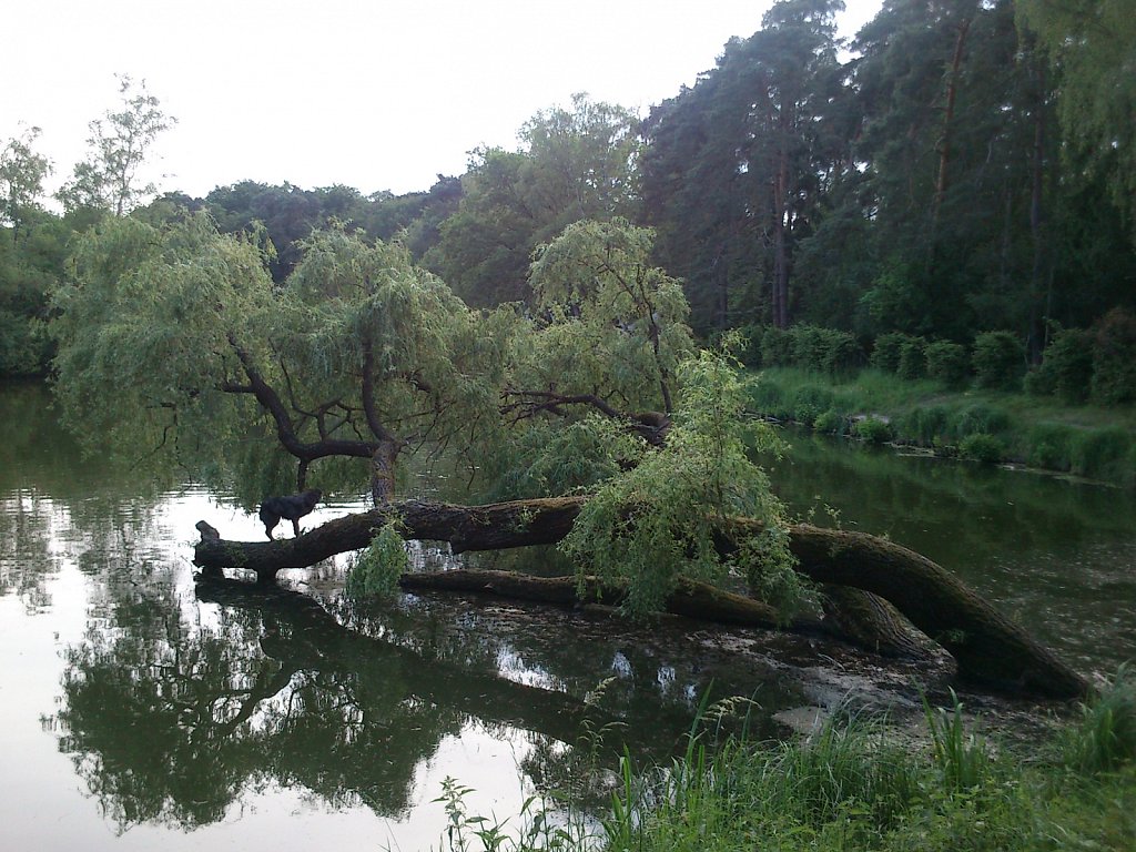 Rudel