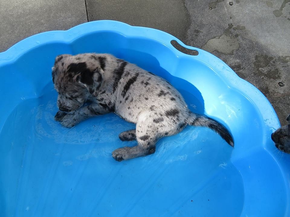 Loki