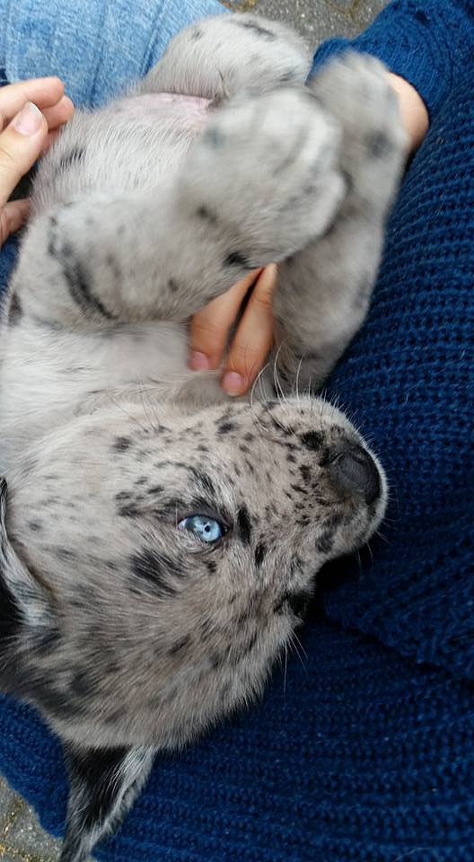 Loki