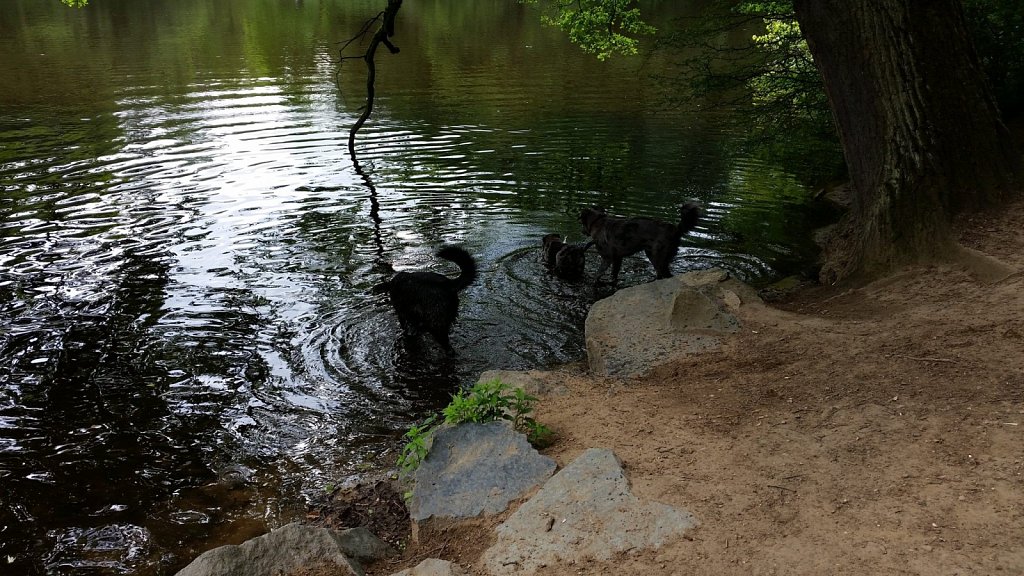 an der Oberschweinstiege
