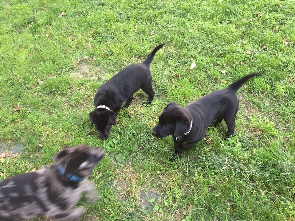 Auf der Wiese
