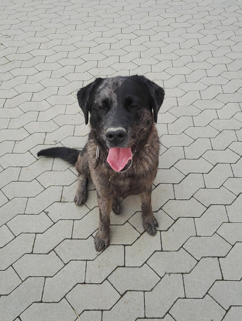 Ein Nachmittag mit Charlie