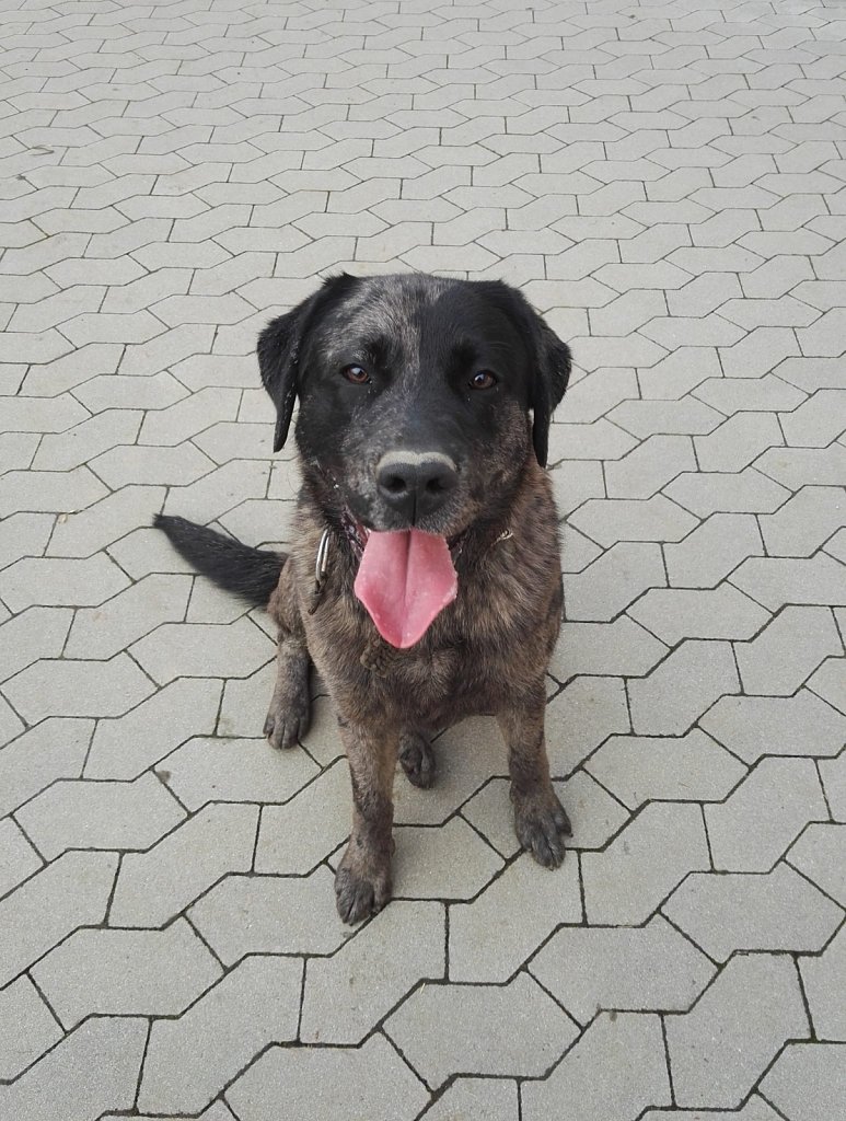 Ein Nachmittag mit Charlie