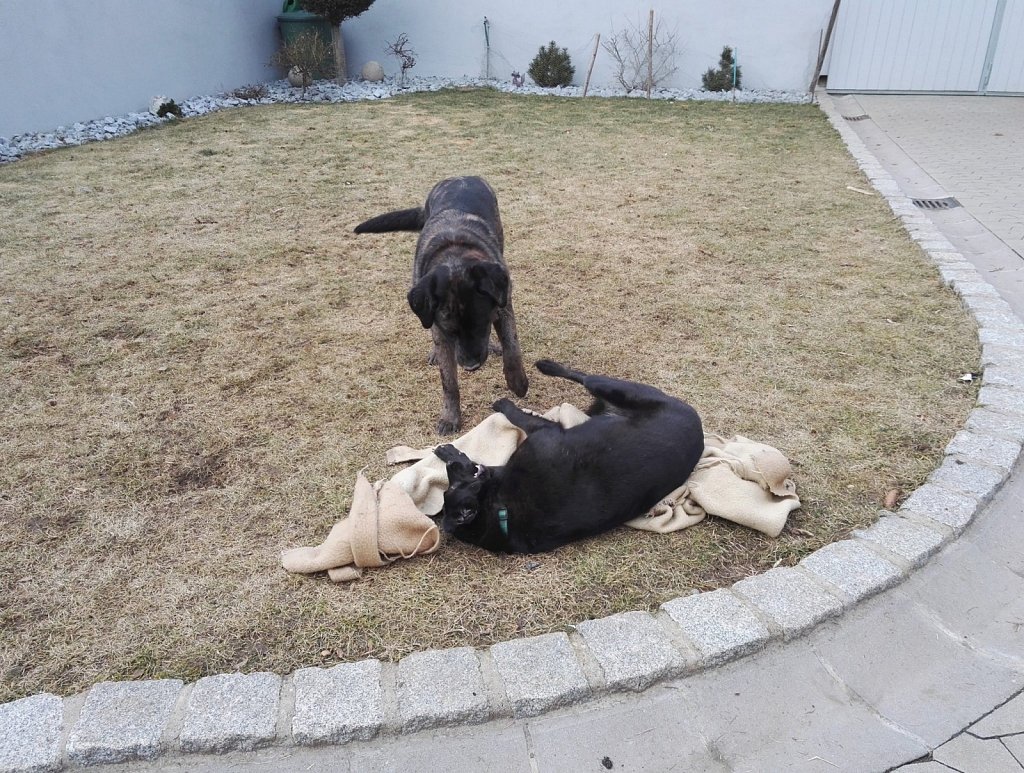 Ein Nachmittag mit Charlie