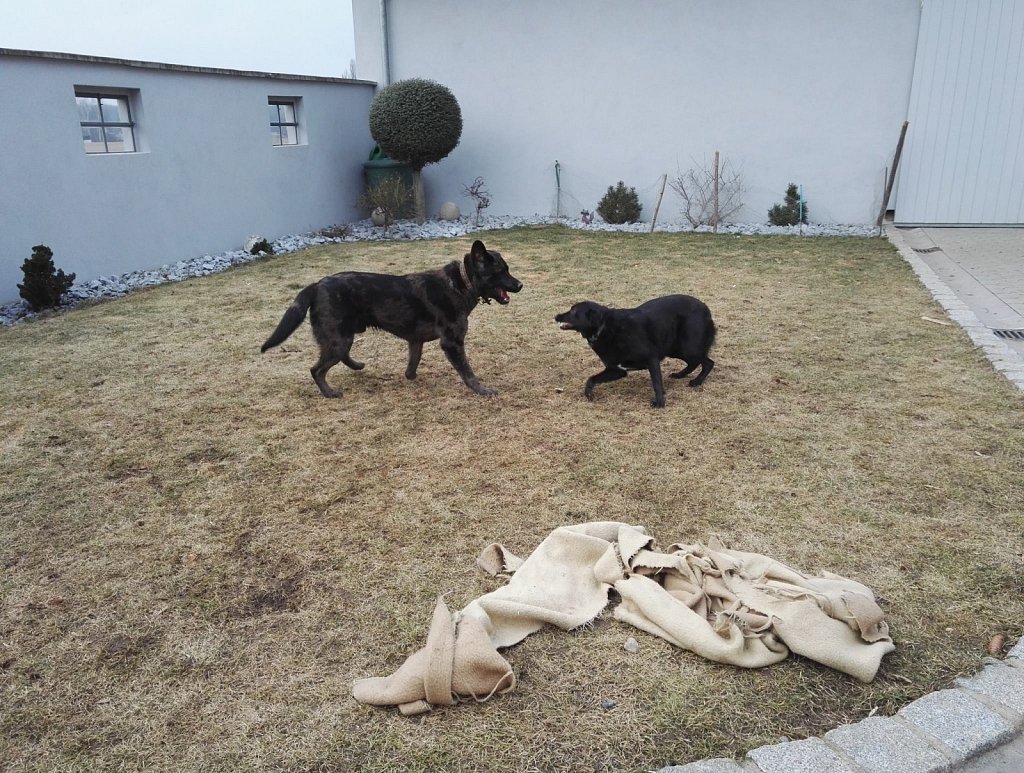 Ein Nachmittag mit Charlie