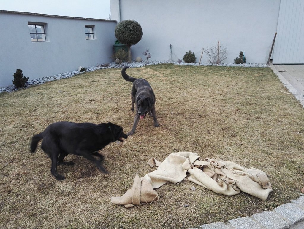 Ein Nachmittag mit Charlie