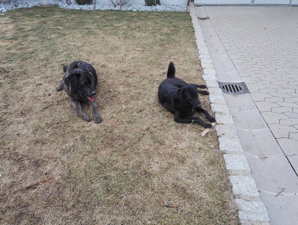 Ein Nachmittag mit Charlie