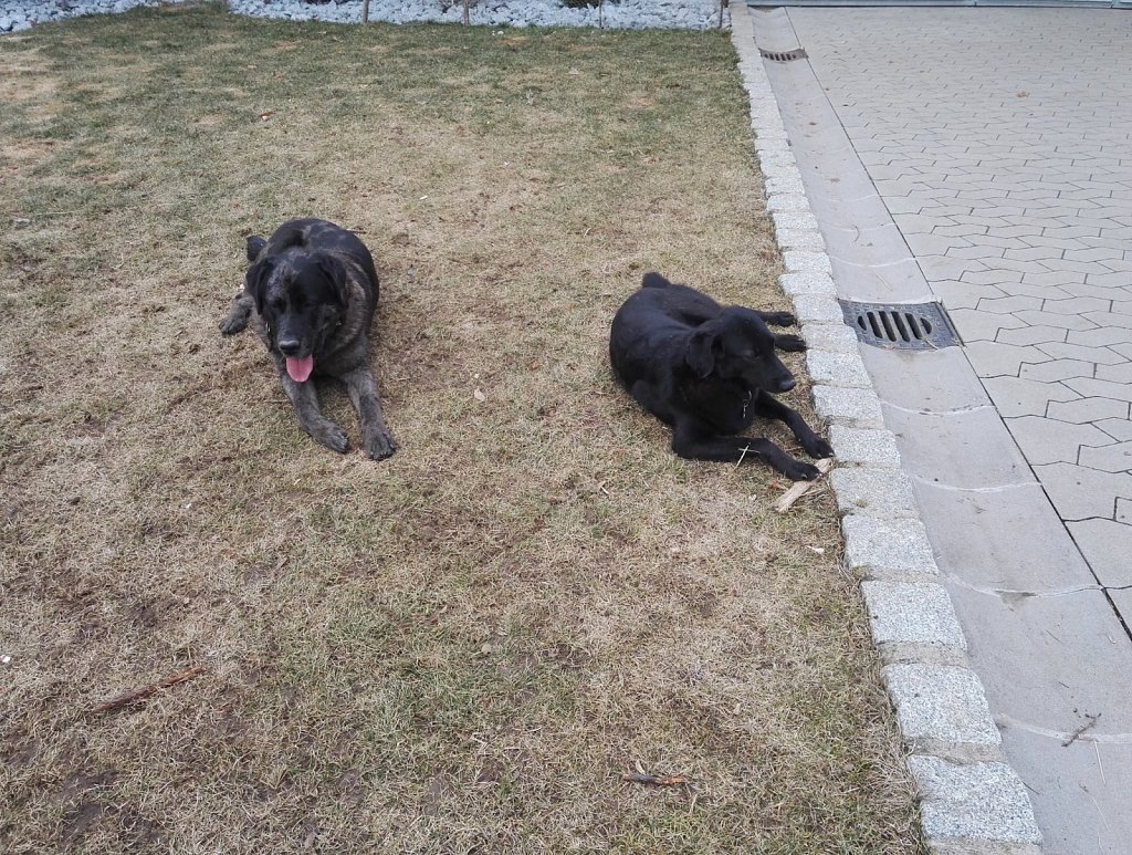 Ein Nachmittag mit Charlie