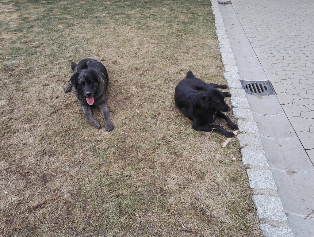 Ein Nachmittag mit Charlie