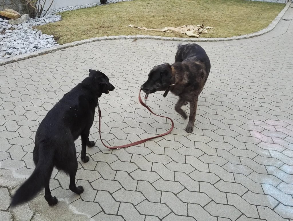 Ein Nachmittag mit Charlie