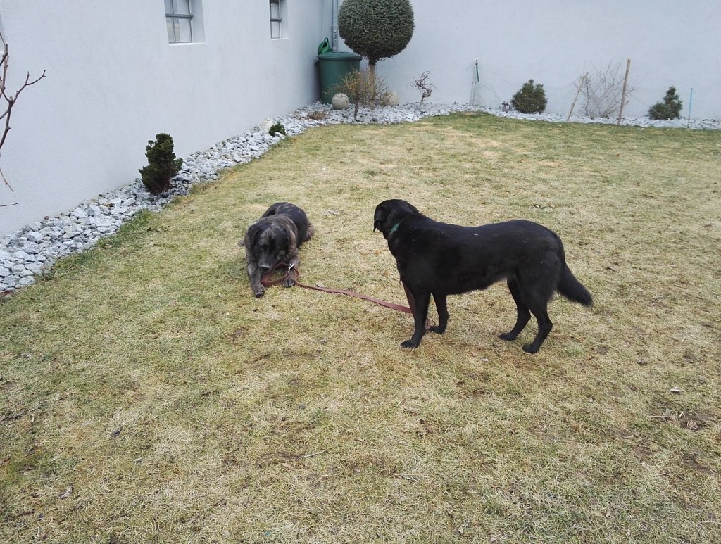 Ein Nachmittag mit Charlie