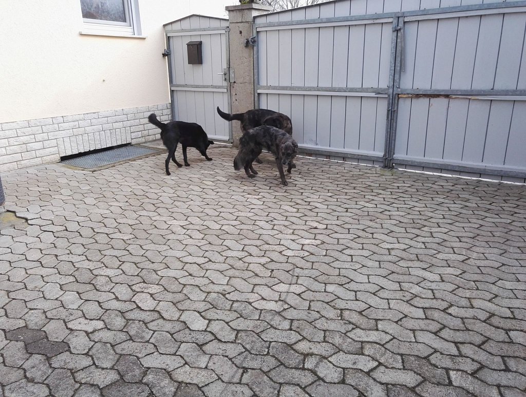 Ein Nachmittag mit Charlie