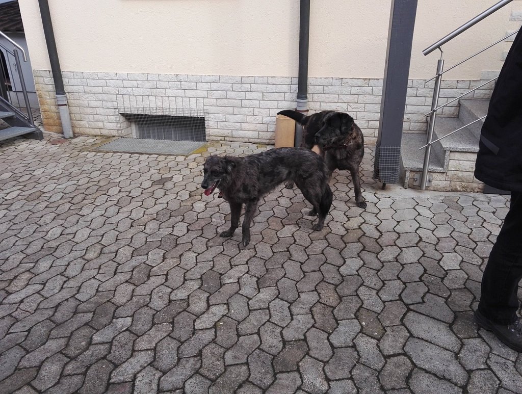 Ein Nachmittag mit Charlie
