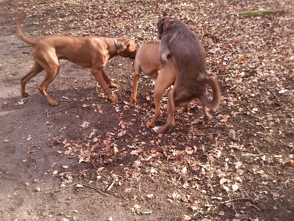 Spielen mit dem Rudel Ridgebacks...