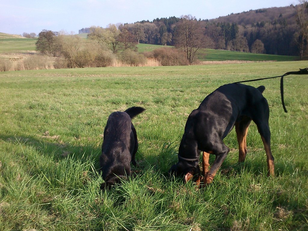 Pria mit Graf auf Mäusejagd