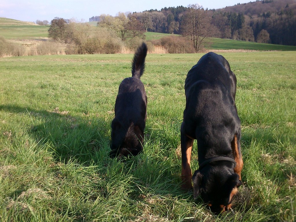 Pria mit Graf auf Mäusejagd