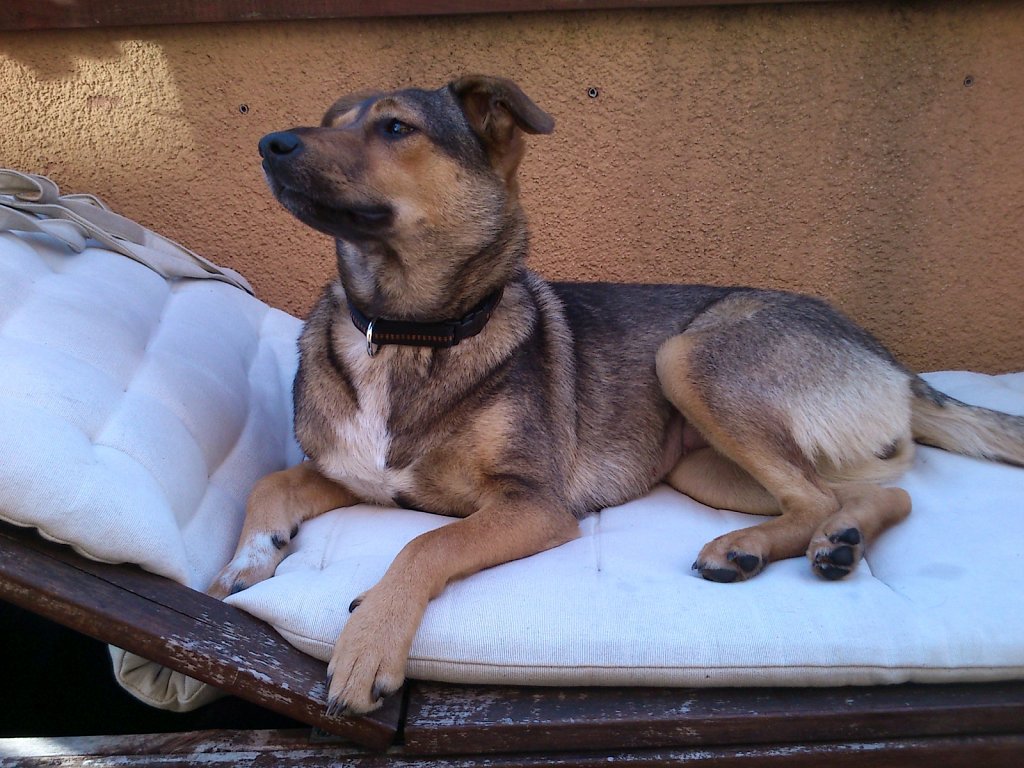 Sheela