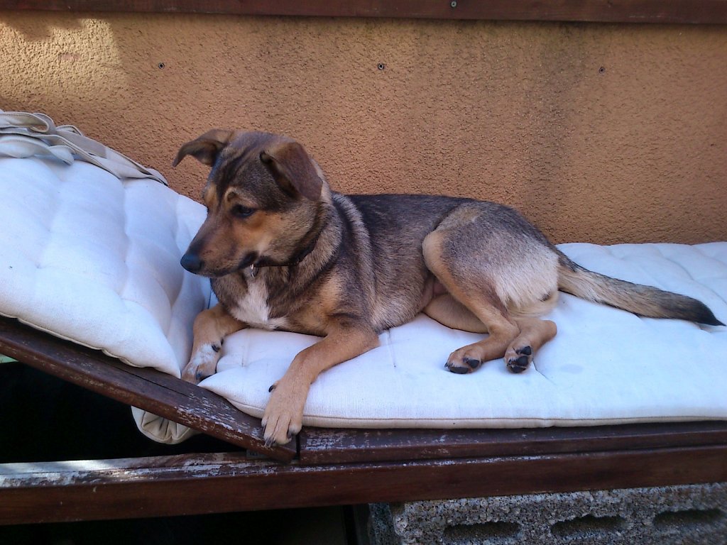 Sheela
