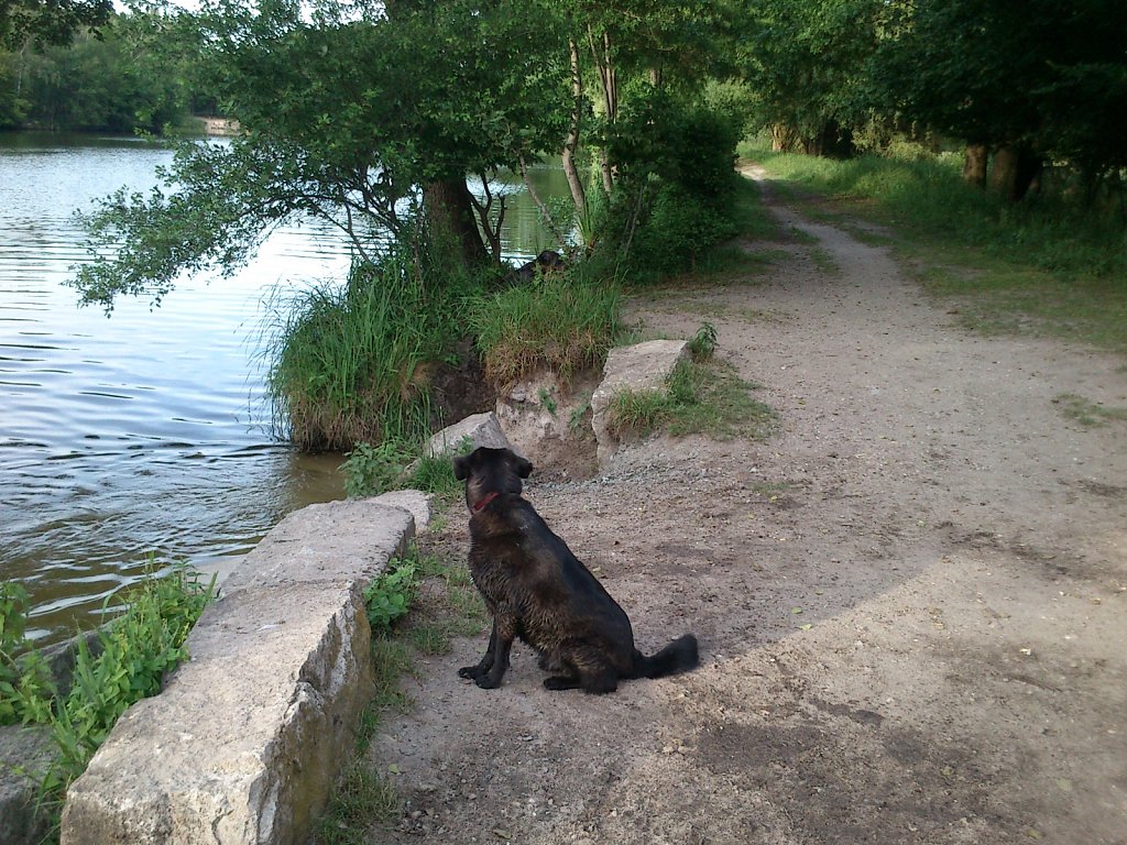 Neues vom Rudel
