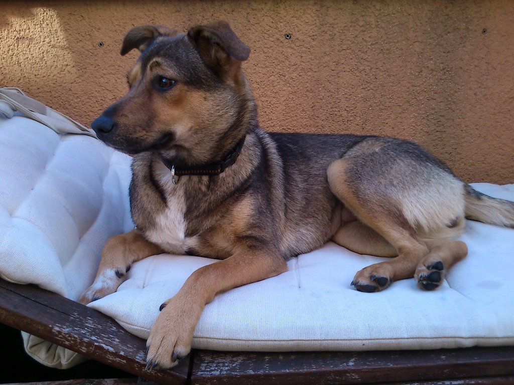 Sheela