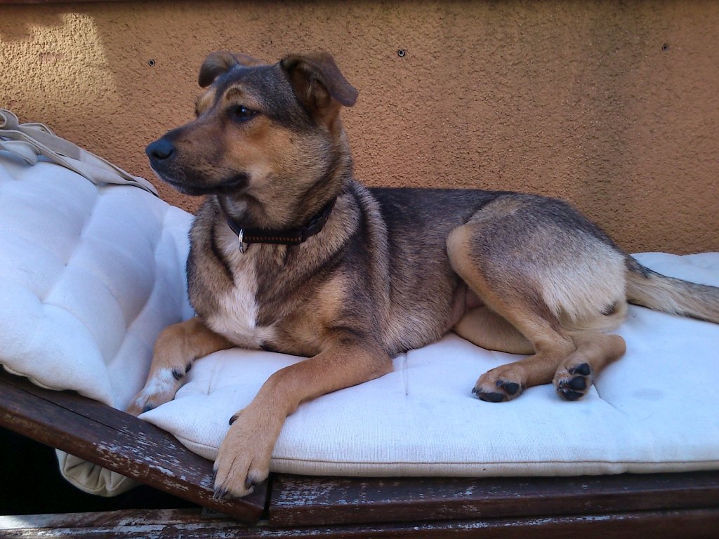 Sheela