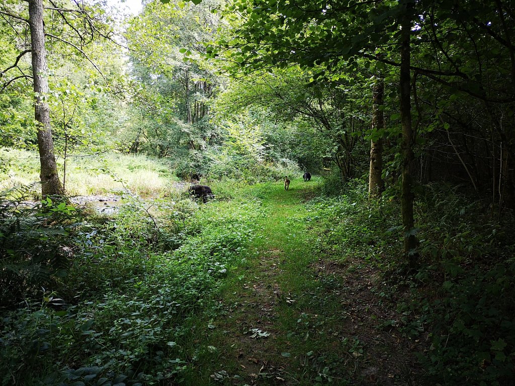 die 3 in Belgien
