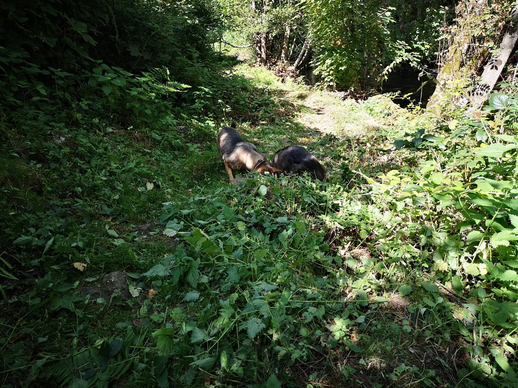 die 3 in Belgien
